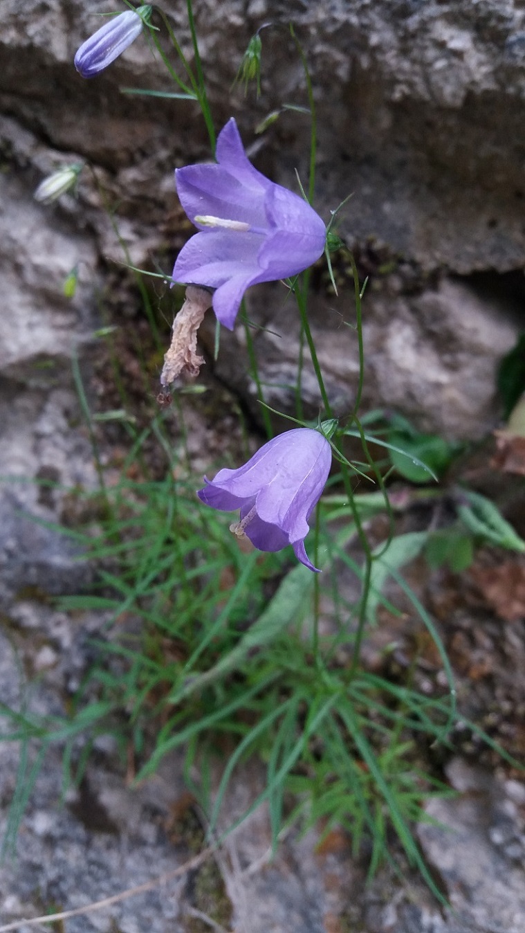 Campanula cfr. scheuchzeri
